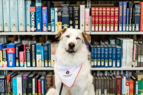 Woof is a therapy dog that helps students