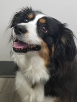 a picture of a black, white and brown dog with long hair and a friendly face