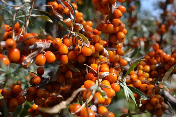 Berries grow in Kalamalka Indigenous Garden