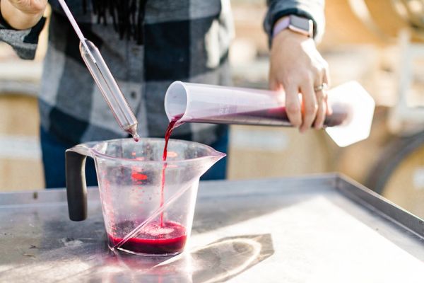 Student pouring wine sample into a measuring cup