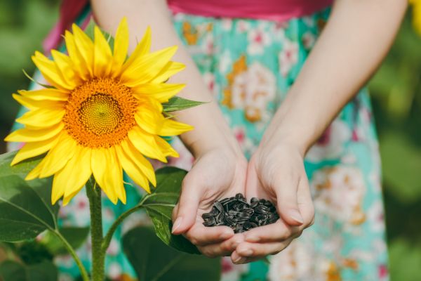 Woman holding sunflower seeds next to a giant sunflower