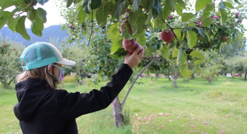 Masked elementary student with a hat on picks an apple in an orchard